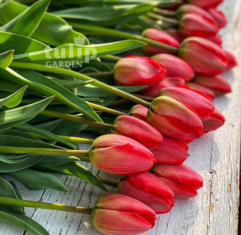 TulipGarden - tulipánszüret 2023.